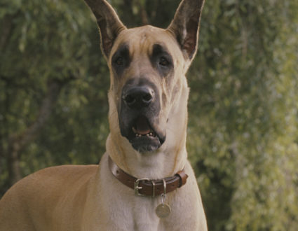 marmaduke cinesite studios marmaduke cinesite studios